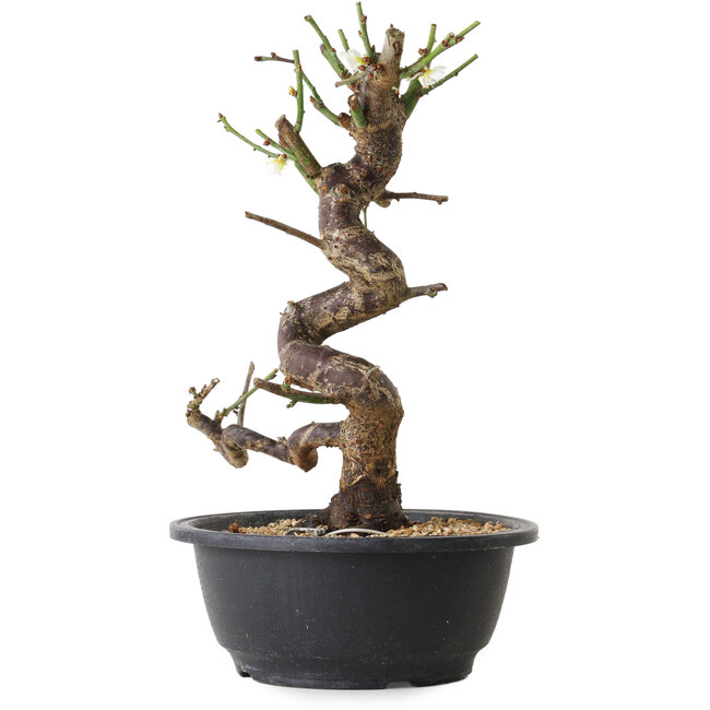Prunus mume blanc, 28 cm, ± 12 ans, avec un nebari de 6 cm