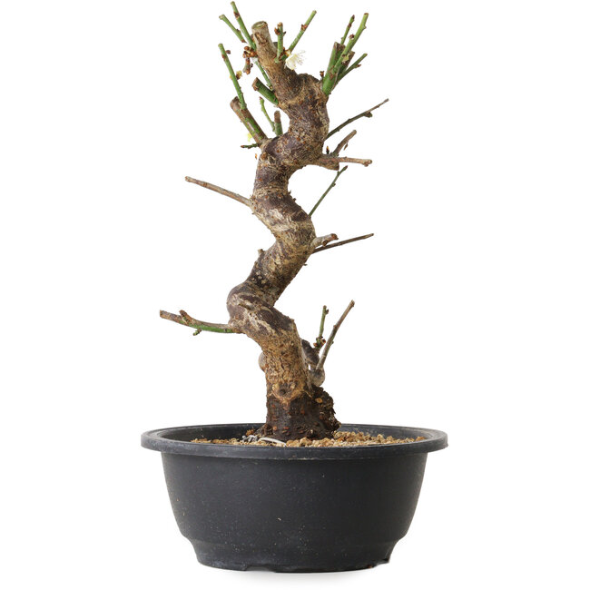 Prunus mume bianco, 28 cm, ± 12 anni, con un nebari di 6 cm
