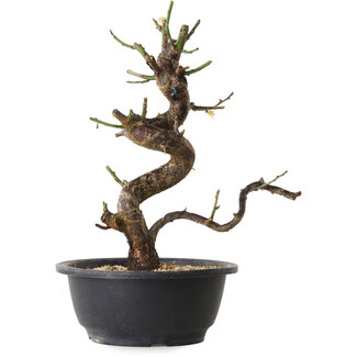 Prunus mume white, 28 cm, ± 12 years old