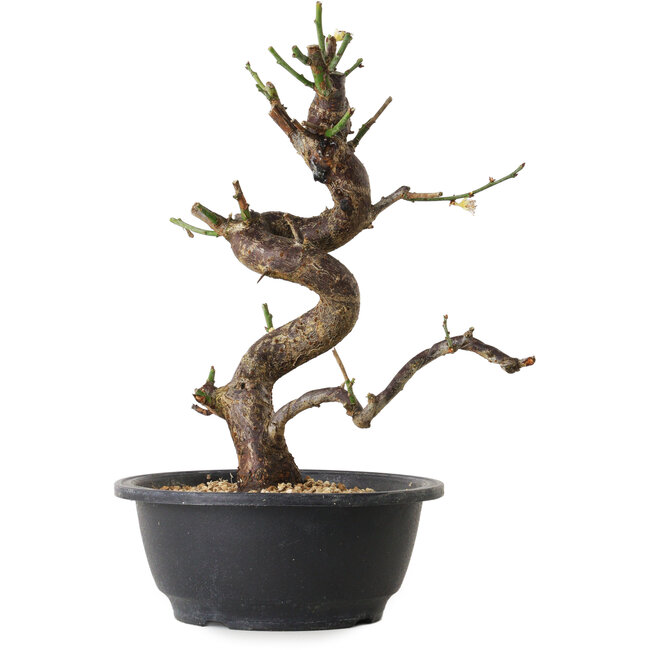 Prunus mume white, 28 cm, ± 12 Jahre alt, mit einem Wurzelansatz von 6 cm