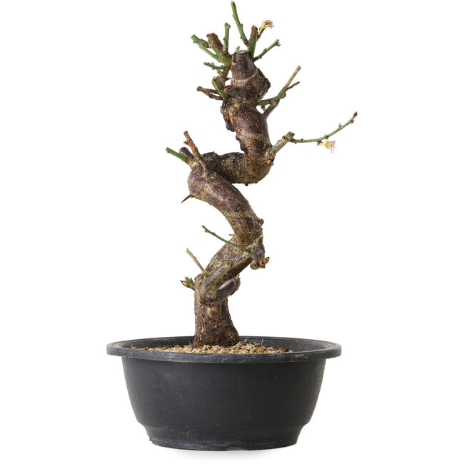 Prunus mume bianco, 28 cm, ± 12 anni, con un nebari di 6 cm