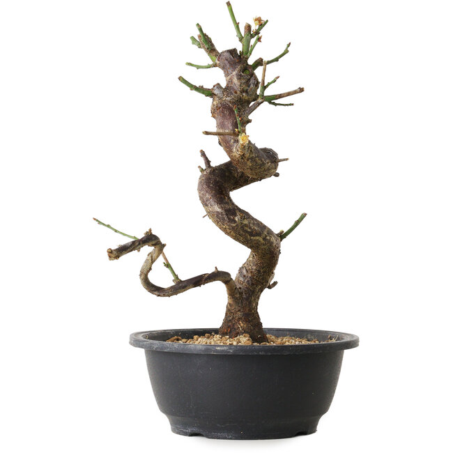Prunus mume wit, 28 cm, ± 12 jaar oud, met een nebari van 6 cm