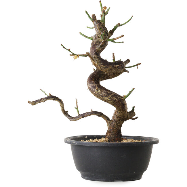 Prunus mume white, 28 cm, ± 12 Jahre alt, mit einem Wurzelansatz von 6 cm