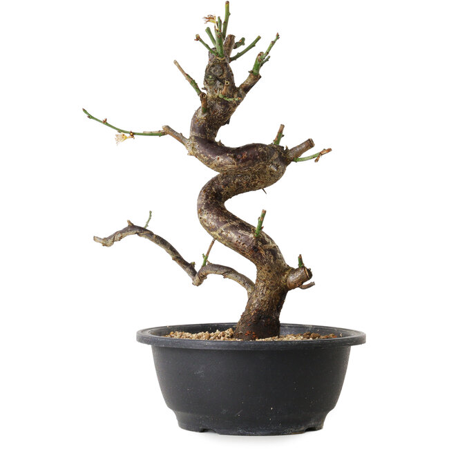 Prunus mume blanc, 28 cm, ± 12 ans, avec un nebari de 6 cm