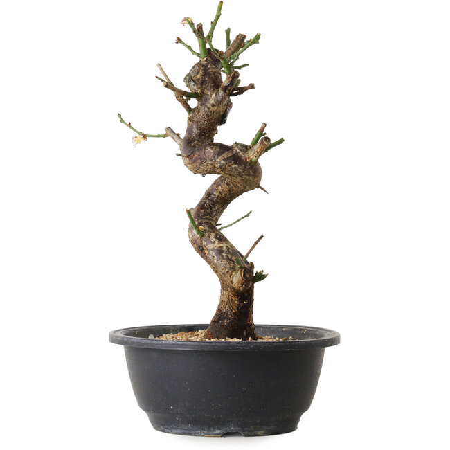 Prunus mume wit, 28 cm, ± 12 jaar oud, met een nebari van 6 cm