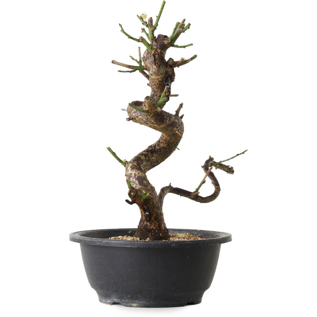 Prunus mume white, 28 cm, ± 12 Jahre alt, mit einem Wurzelansatz von 6 cm