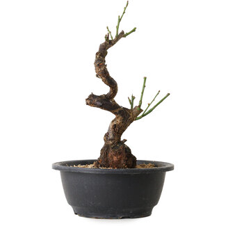 Prunus mume wit, 28 cm, ± 12 jaar oud