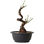 Prunus mume wit, 28 cm, ± 12 jaar oud, met een nebari van 6 cm