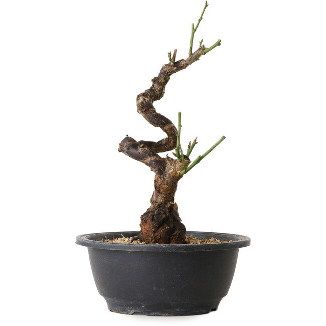 Prunus mume white, 28 cm, ± 12 Jahre alt, mit einem Wurzelansatz von 6 cm