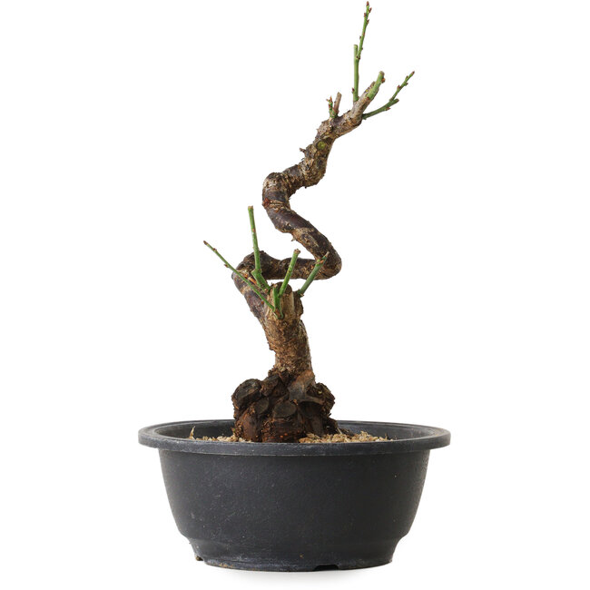 Prunus mume white, 28 cm, ± 12 Jahre alt, mit einem Wurzelansatz von 6 cm