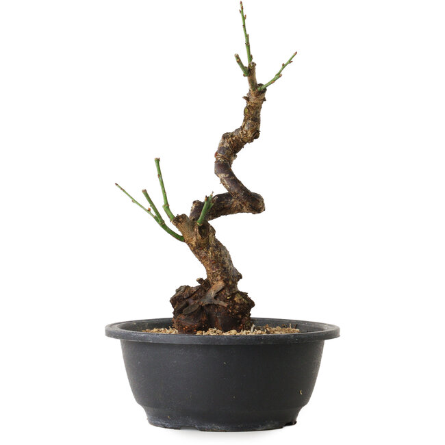 Prunus mume white, 28 cm, ± 12 years old, with a nebari of 6 cm