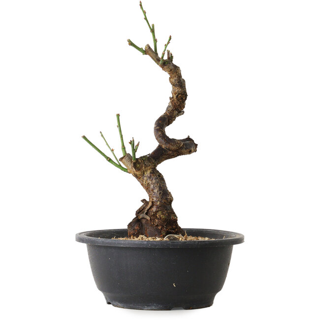 Prunus mume blanc, 28 cm, ± 12 ans, avec un nebari de 6 cm