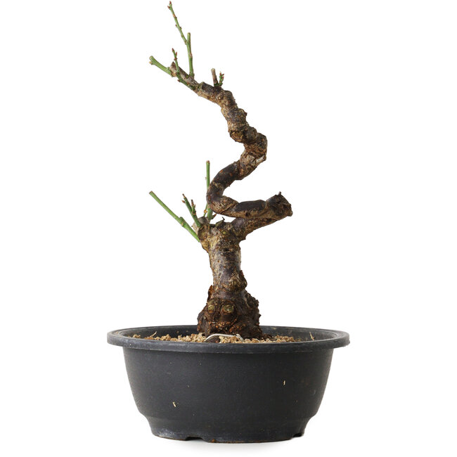 Prunus mume blanc, 28 cm, ± 12 ans, avec un nebari de 6 cm