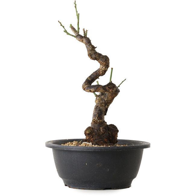 Prunus mume bianco, 28 cm, ± 12 anni, con un nebari di 6 cm