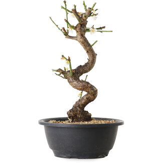 Prunus mume blanco, 28 cm, ± 12 años