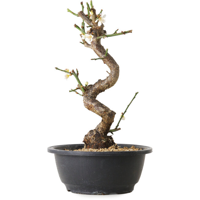 Prunus mume white, 28 cm, ± 12 years old, with a nebari of 6 cm