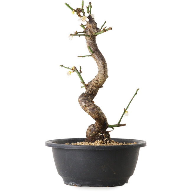 Prunus mume white, 28 cm, ± 12 Jahre alt, mit einem Wurzelansatz von 6 cm