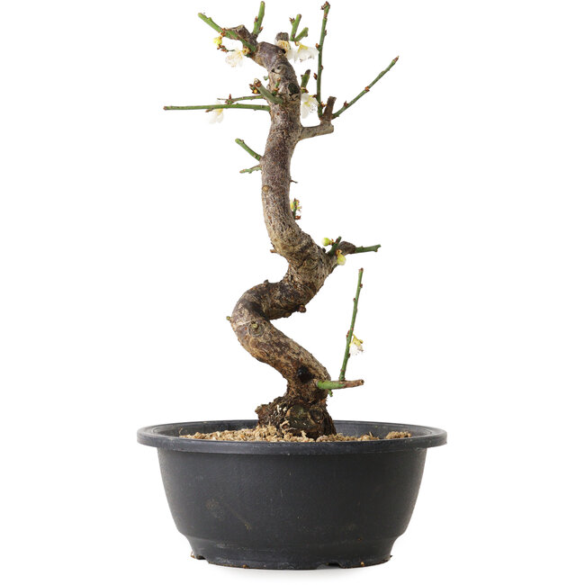 Prunus mume bianco, 28 cm, ± 12 anni, con un nebari di 6 cm