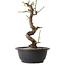 Prunus mume wit, 28 cm, ± 12 jaar oud, met een nebari van 6 cm