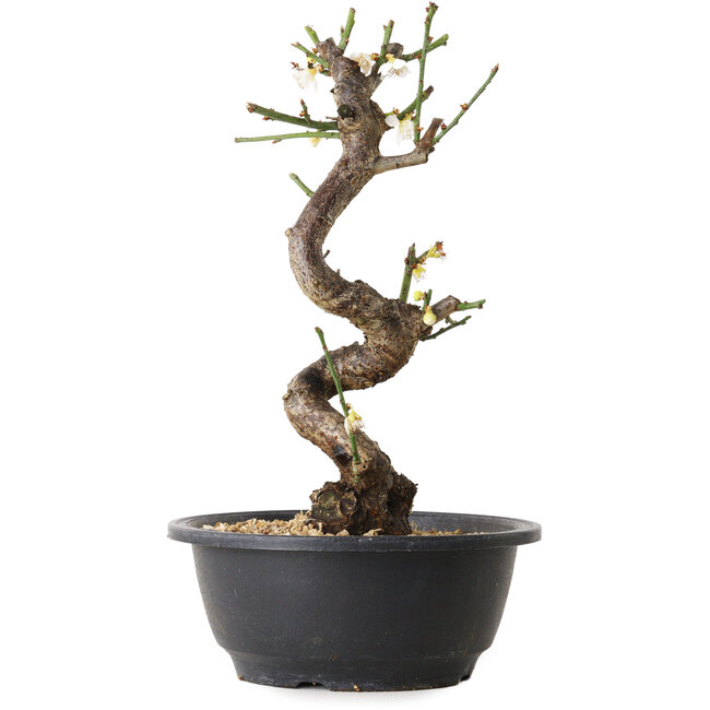 Prunus mume wit, 28 cm, ± 12 jaar oud, met een nebari van 6 cm