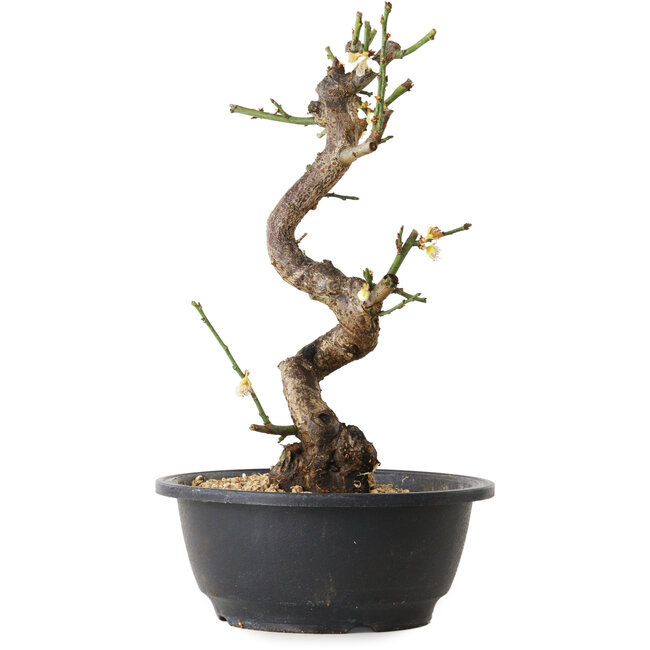 Prunus mume blanc, 28 cm, ± 12 ans, avec un nebari de 6 cm