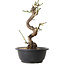 Prunus mume bianco, 28 cm, ± 12 anni, con un nebari di 6 cm