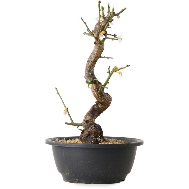 Prunus mume wit, 28 cm, ± 12 jaar oud, met een nebari van 6 cm