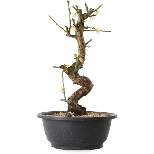 Prunus mume wit, 28 cm, ± 12 jaar oud, met een nebari van 6 cm