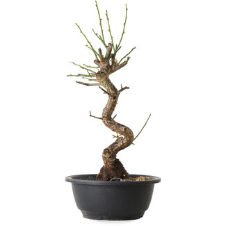 Prunus mume white, 38 cm, ± 12 Jahre alt