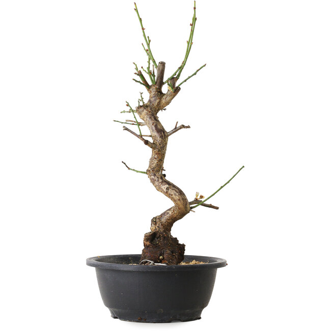 Prunus mume white, 38 cm, ± 12 years old, with a nebari of 6 cm