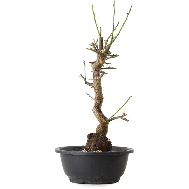 Prunus mume white, 38 cm, ± 12 years old, with a nebari of 6 cm