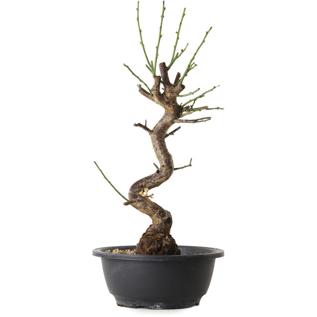 Prunus mume white, 38 cm, ± 12 Jahre alt, mit einem Wurzelansatz von 6 cm