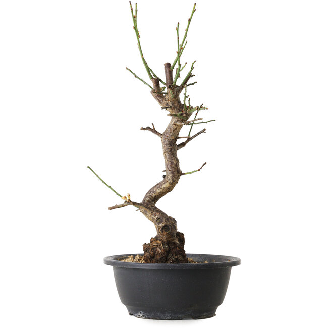 Prunus mume bianco, 38 cm, ± 12 anni, con un nebari di 6 cm