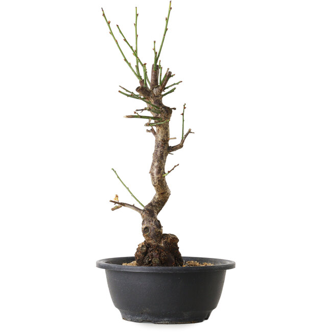 Prunus mume blanco, 38 cm, ± 12 años, con un nebari de 6 cm