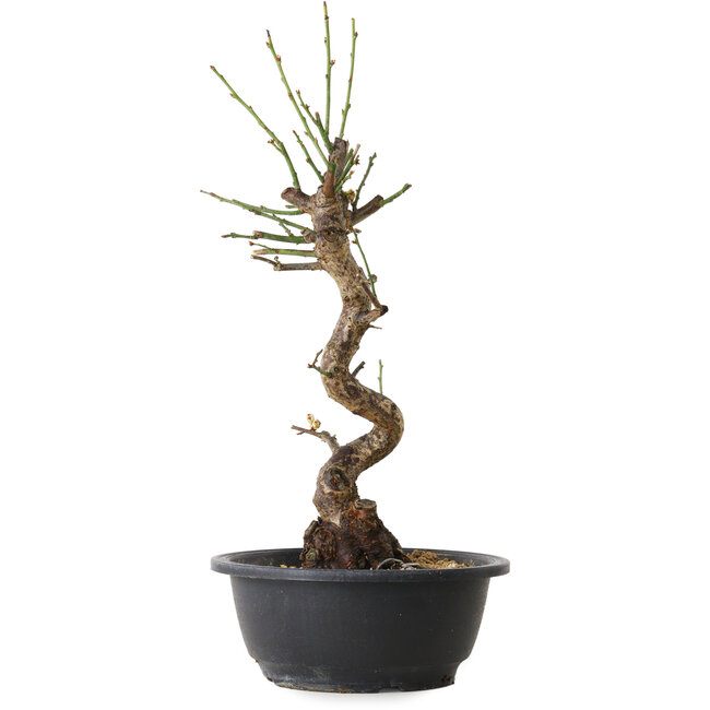 Prunus mume blanc, 38 cm, ± 12 ans, avec un nebari de 6 cm