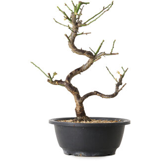 Prunus mume bianco, 29 cm, ± 12 anni