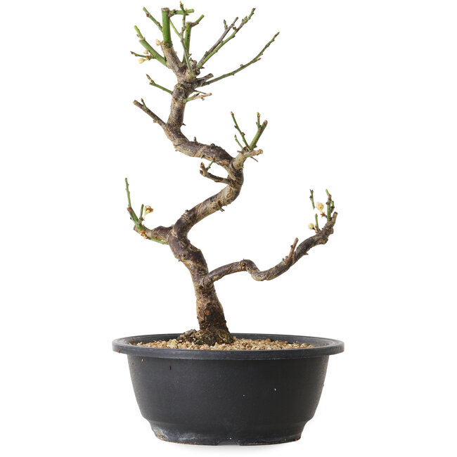 Prunus mume blanco, 29 cm, ± 12 años, con un nebari de 6 cm