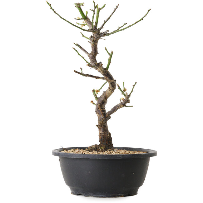 Prunus mume white, 29 cm, ± 12 Jahre alt, mit einem Wurzelansatz von 6 cm