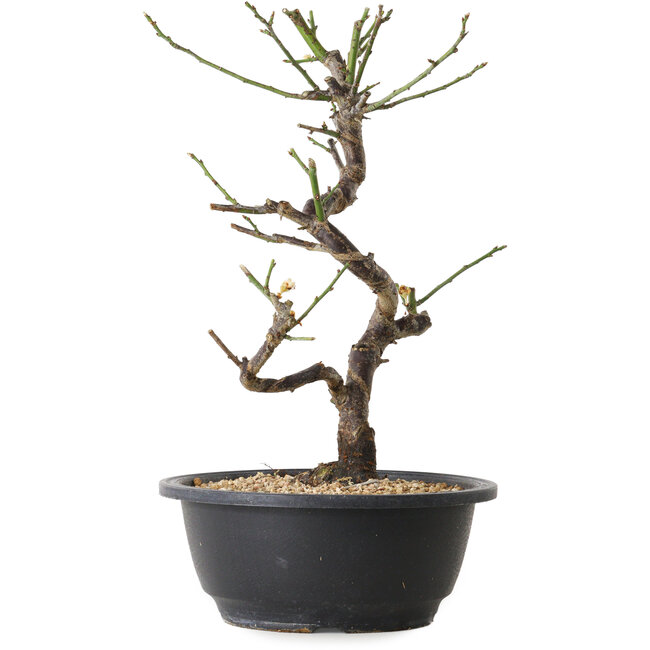 Prunus mume bianco, 29 cm, ± 12 anni, con un nebari di 6 cm