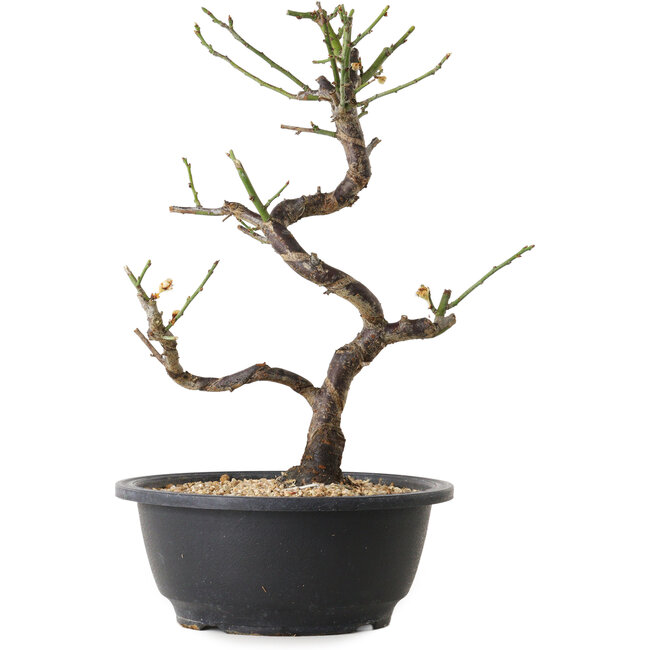 Prunus mume blanco, 29 cm, ± 12 años, con un nebari de 6 cm