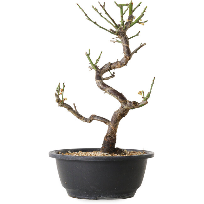 Prunus mume blanco, 29 cm, ± 12 años, con un nebari de 6 cm