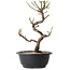 Prunus mume white, 29 cm, ± 12 years old, with a nebari of 6 cm