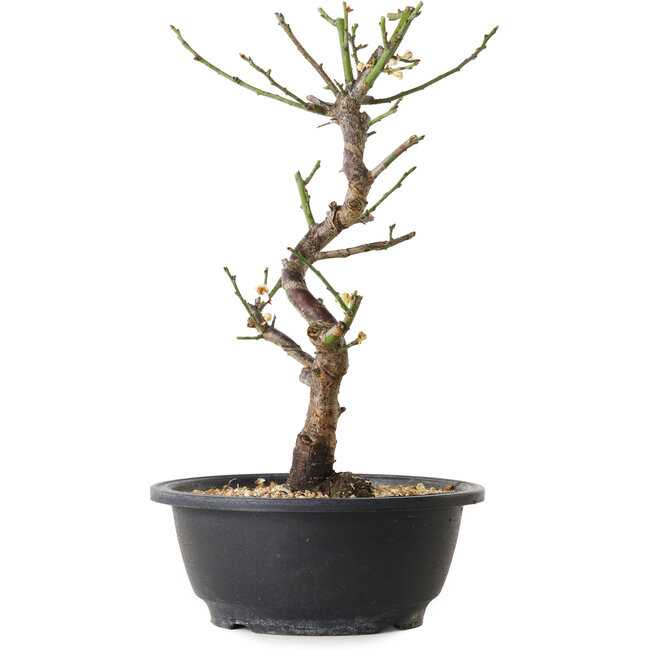 Prunus mume blanc, 29 cm, ± 12 ans, avec un nebari de 6 cm