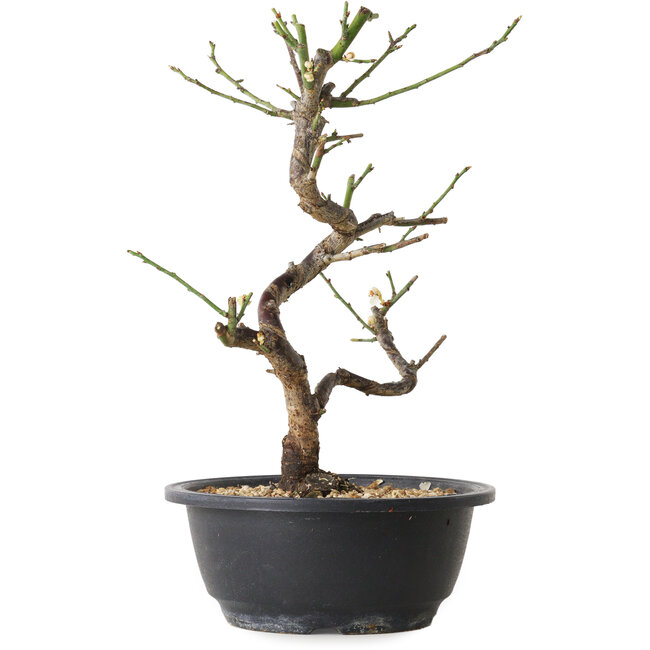 Prunus mume white, 29 cm, ± 12 Jahre alt, mit einem Wurzelansatz von 6 cm