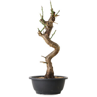 Prunus mume white, 40 cm, ± 12 years old