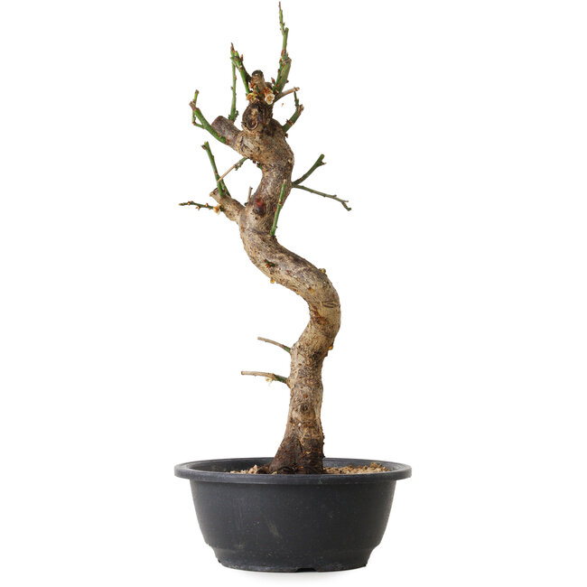 Prunus mume blanc, 40 cm, ± 12 ans, avec un nebari de 6 cm