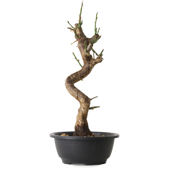 Prunus mume wit, 40 cm, ± 12 jaar oud, met een nebari van 6 cm