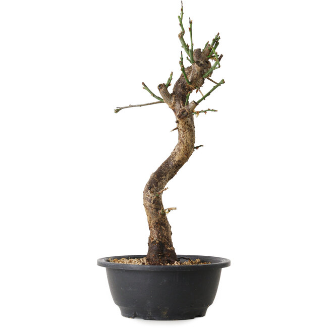 Prunus mume blanc, 40 cm, ± 12 ans, avec un nebari de 6 cm