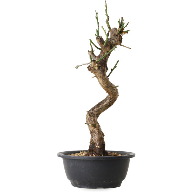 Prunus mume blanco, 40 cm, ± 12 años, con un nebari de 6 cm