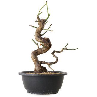 Prunus mume bianco, 31 cm, ± 12 anni